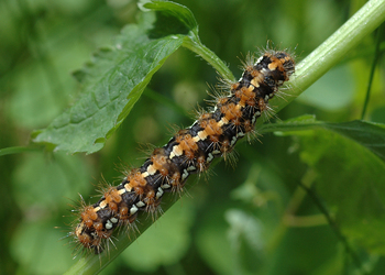 Russischer Bär, Spanische Fahne (Euplagia quadripunctaria ) - © Leo Kuzmits